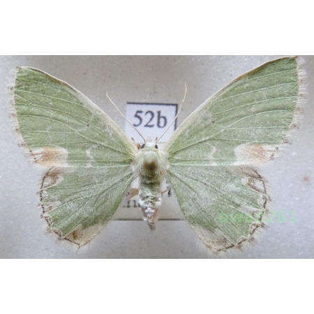 Comibaena bajularia (Denis & Schiffermüller, 1775) Czech52b